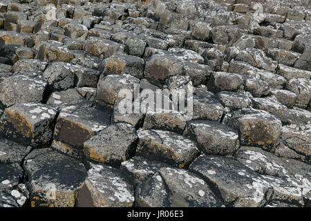 Bed of volcanic hexagonal rocks basalt columns at the Giant`s Causeway Coast - the Natural World Heritage Site in Bushmills Antrim Northern Ireland Stock Photo